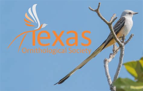 Home Texas Ornithological Society