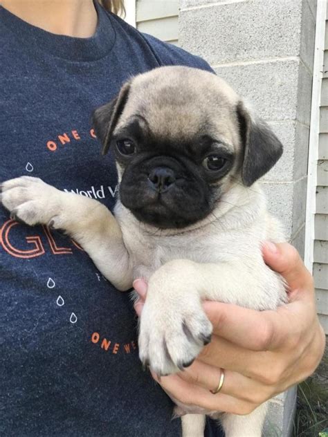 Home Trained Pug Puppies