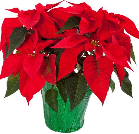 Home Depot opens at 8am and will have 6″ Poinsettias for $.99. If you like decorating with Poinsettias, here’s a way to go all out for less! In-store only deals at both places. Check out the entire Lowe’s Black Friday ad here …. 
