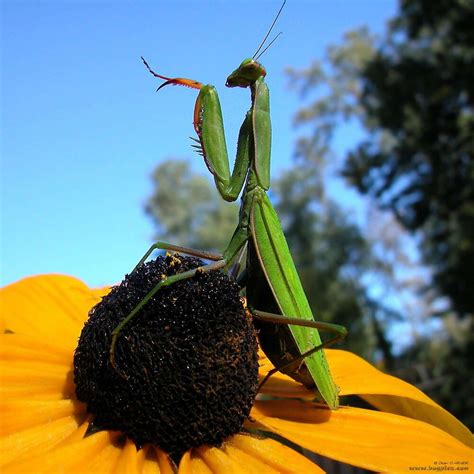 Get free shipping on qualified Praying Mantis, 100 - 400, Stucco Paint Colors products or Buy Online Pick Up in Store today in the Paint Department.. 