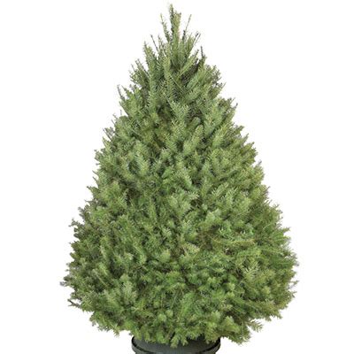 Home depot xmas trees fresh. Highlights. Symmetrical, pyramid-shaped tree with bushy and thick foliage. Authentic holiday spice fragrance creates a pleasing atmosphere. Upward-sloping branches support delicate embellishments. Tree height ranges from 3 ft. to 4 ft. (0.9 m - 1.2 m) Return Policy. 