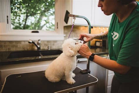Home dog grooming. Barkbus brings highly experienced dog groomers straight to you. Services Include Warm Filtered Baths, All Natural Products, Teeth, Nails & More! ... Call or text (800) 742-9255 Login Book Now. Book. Home Book Now Locations Careers About FAQ Refer a Friend Login (800) 742-9255. Doorstep Dog Grooming Mobile Dog Grooming Servicing Los Angeles ... 