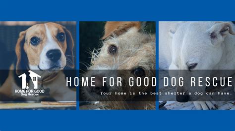 Home for good dogs. Things To Know About Home for good dogs. 