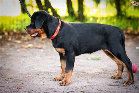 Doberman Pinschers, pit bulls and Rottweilers are the most