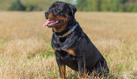 Home insurance that covers rottweilers. Things To Know About Home insurance that covers rottweilers. 