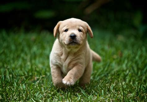 Home lab.  All Labrador Retriever found here are from AKC-Registered parents...