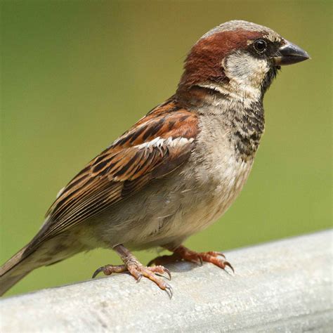 Home of the sparrow. Things To Know About Home of the sparrow. 