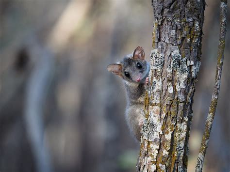 Home on the range: red-tailed phascogales take a 450km