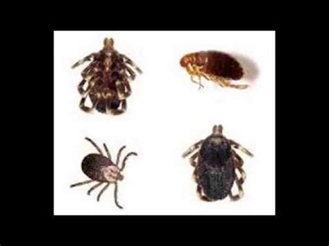 Home remedies to get rid of fleas in human hair - YouTube