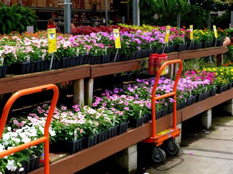 Homedepot flowers. Lawn & Garden Ideas. Plants & Flowers. Get Started on Your Gardening Projects. We will deliver your gardening and landscaping solutions straight to your door. Shop Live Goods. Popular Plants & Flowers Ideas & Tips. How to Create a Garden to Attract Pollinators. 
