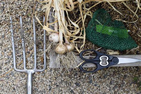 Homegrown Garlic: How to Harvest and Store - HealthCastle.com