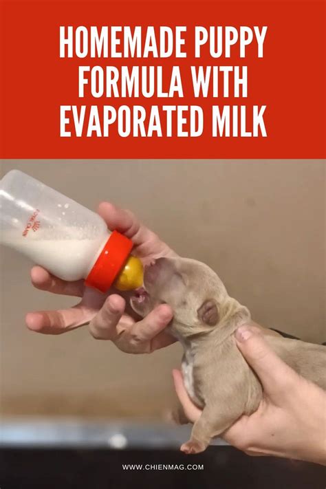 Homemade Recipe: How to Make Puppy Milk At.