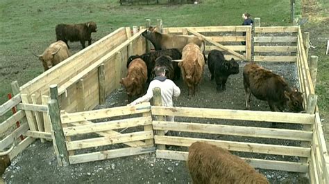 Homemade cattle working pens. 20 sq ft/head for mature cattle/cow-calf; Crowding pen. 6 sq ft/head for calves up to 600 lb; 10 sq ft/head for growing and yearling cattle; 12 sq ft/head for mature cattle/cow-calf; Working chute/alley - straight sided. 18" width for calves up to 600 lb; 22" width for growing and yearling cattle; 26" width for mature cattle; Working chute ... 
