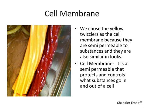 Homemade cell porn