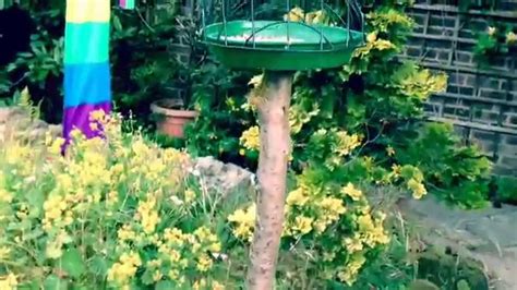 Using nothing more than an old hanging basket and plant pot base, I deftly fashioned this attractive and fully functional bird feeder for the little ones in .... 