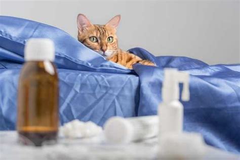 Homeopathic dosing for cats.  With proper dosing and monitoring by a q...