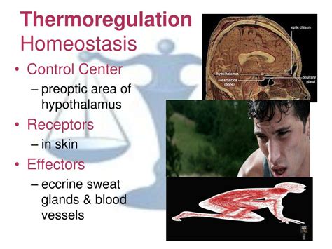 Homeostasis, Thermoregulation, & Digestion Flashcards Quizlet