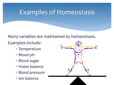 Homeostasis examples and meaning in biology Jotscroll