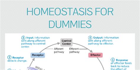 Homeostasis for Dummies :) on PhotoPeach - Fresh slideshows to …