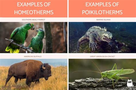 Homeothermic and heterothermic animals – Animal Facts