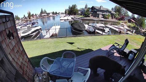 Homeowner scares off bear that pushed through screen door in South Lake Tahoe