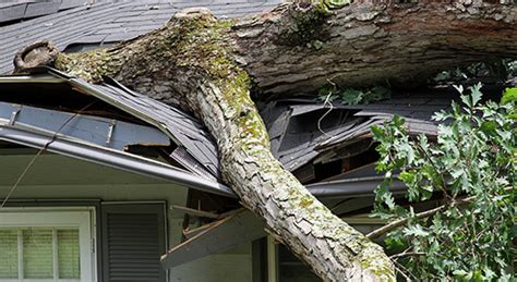 Homeowners Insurance and Tree Damage 