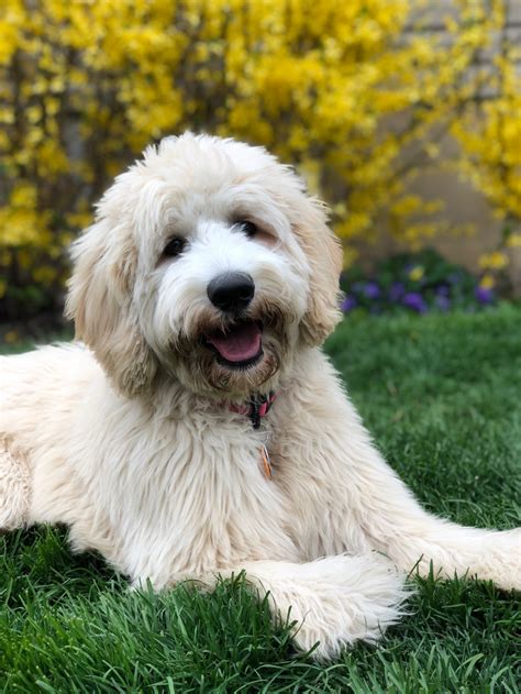 See more of Maple Hill Goldendoodles on Facebook. Log In.