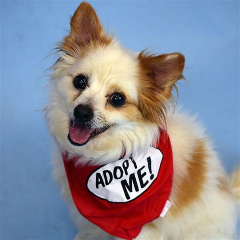 Homeward pet adoption woodinville. Homeward Pet Adoption Center is a non-profit, no-kill animal shelter serving the greater Seattle area. We give homeless animals a second chance through our rescue, shelter, and adoption programs. Homeward Pet Adoption Center. Matches Made. ... 
