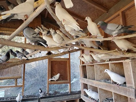 Racing pigeons for sale; Homing pigeon; Birds for sale; Pigeon coop; White pigeon; Home; Pets; Birds for Rehoming; Results for "racing pigeon" ... These birds come from arguably two of the best long distance flyers in SWOA of pigeon flyers. Please contact me at 1-519-709-0857 for more ... $45.00. Pigeons - racing homing pigeons. Calgary.. 
