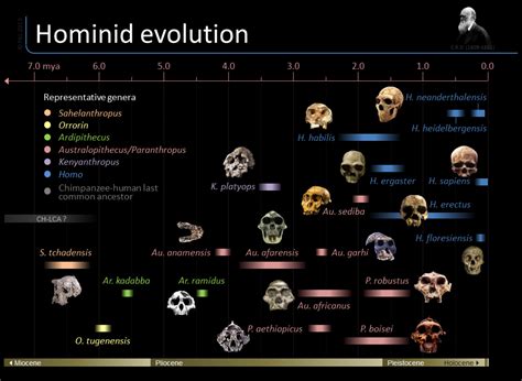 Hominoids - an overview ScienceDirect Topics