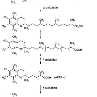 Homo sapiens alpha-tocopherol degradation