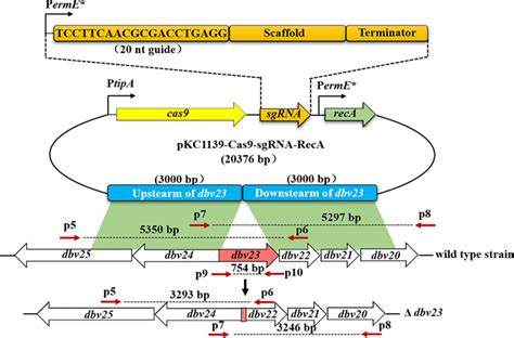 HomologyDirected Repair CRISPR/Cas9