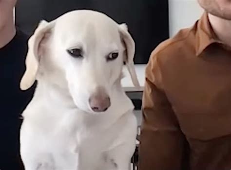 Homophobic white dog. homophobic white dog | Watch the latest videos about #homophobicwhitedog on TikTok. 