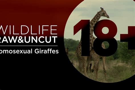 Homosexual Giraffes Do What Comes Naturally