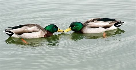 Homosexual behavior in animals