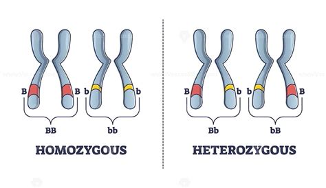 Homozygous versus heterozygous. Things To Know About Homozygous versus heterozygous. 