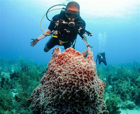 Honduras and belize ws guides diving. - Städtebauliche lösungsansätze zur verminderung der bodenversiegelung als beitrag zum bodenschutz.