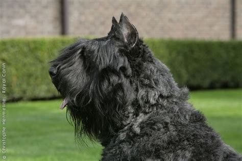 Honest FAQ: Bouvier des Flandres (2024) - Your Purebred Puppy