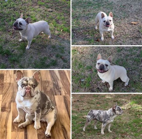 Honey Bear Kayla Leaked 🔥 XxX