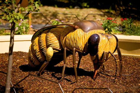 Honey Bee North Carolina Zoo