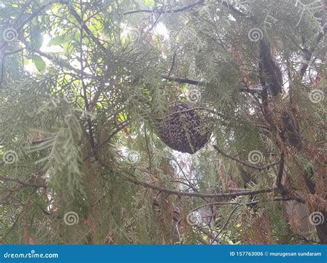 Honey Bees Formed Comb in a Tree To Store Honey Stock Photo Image of