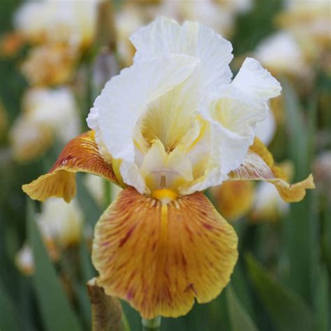 Honey Glazed Bearded Iris K. van Bourgondien