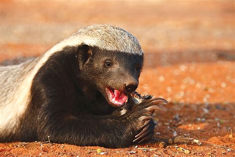 Honey and badger. The honey badger is listed as a species of Least Concern on the IUCN Red List, but its range has likely been decreasing. They tend to live in low densities, which makes assessing the population ... 