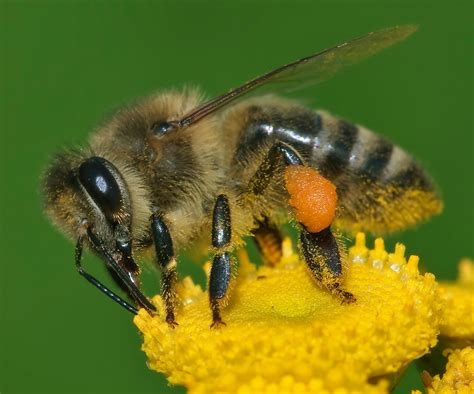 Honey bee race - Wikipedia