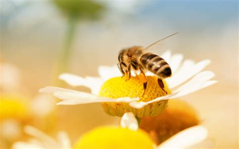 Honey bees more faithful than bumble bees when it comes to flower patches, study says