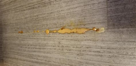 Honey like sticky substance leaking out of bottom of mini …