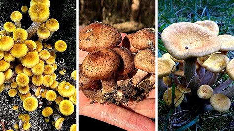 Honey mushroom look alikes. 18 de ago. de 2023 ... The edible honey mushroom (A. mellea) causes root rot in trees and can be a destructive forest pathogen. Its yellowish clusters are often found ... 