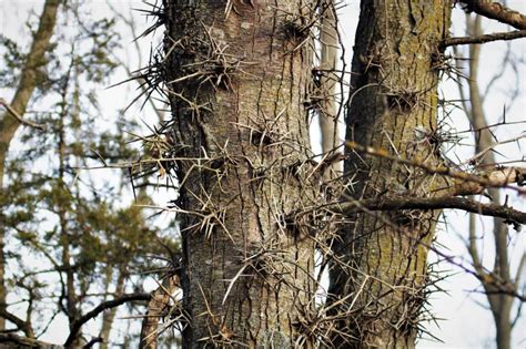 Honey_Fitdaus Onlyfans Leaked PORN 226 Vids