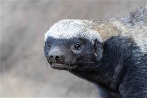 Honeybadgurl. Oct 24, 2013 · Don’t mess with the honey badger. The honey badger measures up to 96 cm is length, up to 28 cm at the shoulder, and weighs up to 16 kilograms. The wolverine is much larger; up to 107 cm in ... 