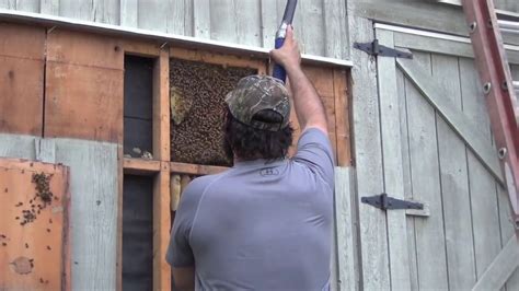 Honeybee removal. Video: Watch Tim do a bee swarm removal at high-speed using a special bee vacuum. Got Bees? We provide professional bee removal and swarm relocation services. Services are limited to live honey bee removals. We are STATE REGISTERED beekeepers that are INSURED and provide only SAFE and HUMANE removals and relocations using the … 